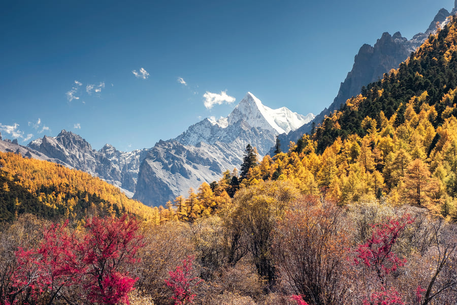 Paisaje otoñal de montaña con un valle repleto de árboles de follaje amarillo brillante y arbustos rojizos en primer plano, con imponentes picos rocosos nevados al fondo bajo un cielo azul despejado.
